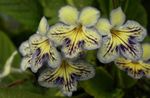 Foto Flores de salón Strep herbáceas (Streptocarpus), amarillo