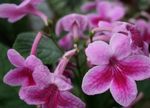 Foto Flores de salón Strep herbáceas (Streptocarpus), rosa