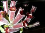 Foto Topfblumen Lippenstift-Anlage,  grasig (Aeschynanthus), weinig