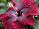 fotografie Flori de Casa Hibiscus arbust , vin roșu
