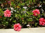 foto Casa de Flores Hibiscus arbusto , rosa