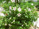 Фото үй гүлдері Gibiskus (Kitayskaya Rose) бұта (Hibiscus), ақ