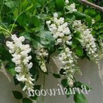 Photo des fleurs en pot Glycines une liane (Wisteria), blanc