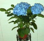 Foto Flores de salón Hortensias, Lacecap arbustos (Hydrangea hortensis), azul claro