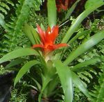 φωτογραφία Εσωτερικά λουλούδια Guzmania ποώδη , κόκκινος