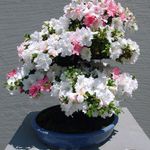 снимка Интериорни цветове Азалии, Pinxterbloom храсти (Rhododendron), бял