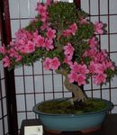 fénykép Ház Virágok Azálea, Pinxterbloom cserje (Rhododendron), rózsaszín