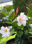 Foto Flores de salón Dipladenia, Mandevilla colgantes , blanco