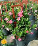 Foto Flores de salón Dipladenia, Mandevilla colgantes , rosa