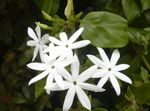 სურათი სახლი ყვავილები ჟასმინი ლიანა (Jasminum), თეთრი