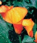 Photo House Flowers Arum lily herbaceous plant (Zantedeschia), orange