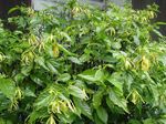 Foto Topfblumen Ylang Ylang, Parfüm Baum, Chanel # 5 Baum, Ilang-Ilang, Maramar bäume (Cananga odorata), gelb