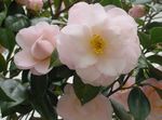 フォト ハウスフラワーズ ツバキ 木 (Camellia), ホワイト