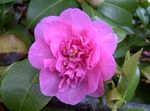 фотографија Затворене Цветови Камелија дрвета (Camellia), розе