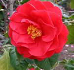 фотографија Затворене Цветови Камелија дрвета (Camellia), црвено