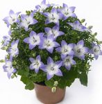 Foto Flores de salón Campanilla, Bellflower colgantes (campanula), azul claro