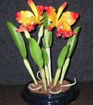 mynd Cattleya Orchid einkenni