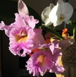 სურათი სახლი ყვავილები Cattleya ორქიდეა ბალახოვანი მცენარე , ვარდისფერი
