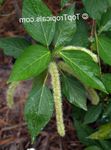 foto Huis Bloemen Kat Staart, Chenille Plant, Roodgloeiend Lisdodde, Vossenstaart, Roodgloeiende Pook struik (Acalypha hispida), groen