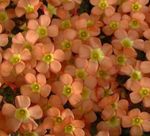fotografija Sobne cvetje Oxalis travnate , oranžna