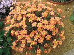 fotografija Sobne cvetje Oxalis travnate , oranžna