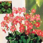Bilde Huset Blomster Oxalis urteaktig plante , rød