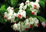 Foto Flores de salón Clerodendron arbustos (Clerodendrum), blanco