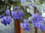 Foto Flores de salón Clerodendron arbustos (Clerodendrum), azul claro