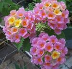 Foto Unutarnja Cvjetovi Lantana grmovi , ružičasta