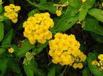 foto Huis Bloemen Lantana struik , geel