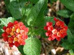 fotografija Sobne cvetje Lantana grmi , rdeča