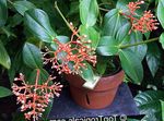 Photo des fleurs en pot Melastome Voyantes des arbustes (Medinilla), orange