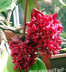 Foto Flores de salón Melastome Vistoso arbustos (Medinilla), rojo