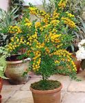 Photo des fleurs en pot Acacia des arbustes , jaune