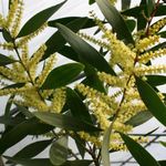 fotografija Sobne cvetje Akacijev grmi (Acacia), rumena