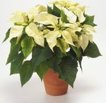 fotografie Pokojové květiny Vánoční Hvězda bylinné (Poinsettia pulcherrima), bílá