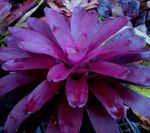 Foto Maja lilled Bromeliad rohttaim (Neoregelia), purpurne
