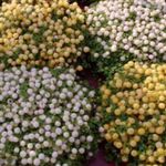 Foto Unutarnja Cvjetovi Zrno Biljke (nertera), bijela