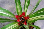 Photo House Flowers Nidularium herbaceous plant , red