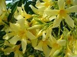 fotografie Flori de Casa Rose Bay, Oleandru arbust (Nerium oleander), galben