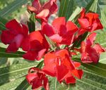 φωτογραφία Εσωτερικά λουλούδια Κόλπο Τριαντάφυλλο, Πικροδάφνες θάμνοι (Nerium oleander), κόκκινος