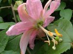 Foto Passionsblomst liana (Passiflora), pink