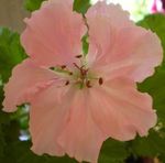 Bilde Huset Blomster Geranium urteaktig plante (Pelargonium), rosa