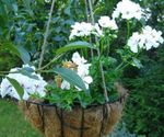 სურათი სახლი ყვავილები ნემსიწვერა ბალახოვანი მცენარე (Pelargonium), თეთრი