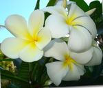 fotografie Kvetinové Kvety Plumeria kríki , biely