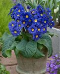 Photo House Flowers Primula, Auricula herbaceous plant , dark blue