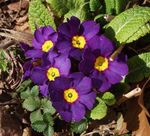 Fil Krukblommor Primula, Auricula örtväxter , violett