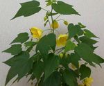 fotoğraf Evin çiçekler Çiçekli Akçaağaç, Akçaağaç Ağlayan, Çince Fener (Abutilon), sarı
