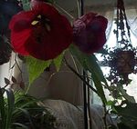 Фото Домашние Цветы Абутилон (комнатный клен) деревья (Abutilon), бордовый