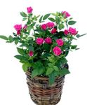 Photo des fleurs en pot Rose des arbustes , rose